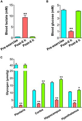 Tyrosine as a Mechanistic-Based Biomarker for Brain Glycogen Decrease and Supercompensation With Endurance Exercise in Rats: A Metabolomics Study of Plasma